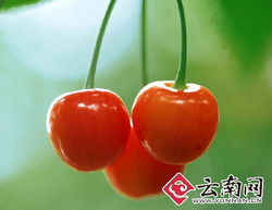 干旱減產(chǎn)致云南本地水果價(jià)格攀升，新鮮零售市場(chǎng)迎來挑戰(zhàn)