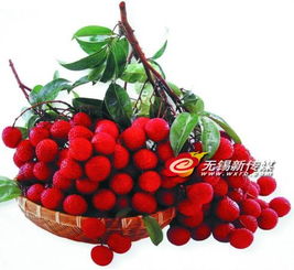 警惕“冰水”荔枝貓膩，選購(gòu)新鮮水果需擦亮眼