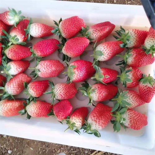 豐收時(shí)節(jié)“莓”好相約，濟(jì)南歷城三郭城草莓采摘正當(dāng)時(shí)