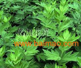 衡水艾草產(chǎn)業(yè)概覽 優(yōu)質(zhì)艾條供應(yīng)、市場(chǎng)價(jià)格與專(zhuān)業(yè)生產(chǎn)廠家解析