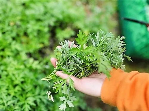 蘄艾 野地中的“草中之王”，一草多用，見(jiàn)之莫棄
