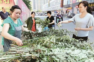 蘄艾產(chǎn)業(yè)崛起 出口內(nèi)銷(xiāo)兩頭俏，小艾草邁向百億大產(chǎn)業(yè)新征程